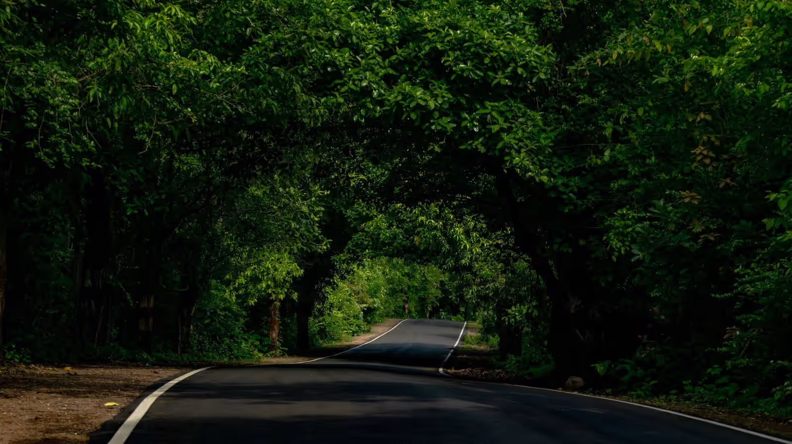 A tree-lined open road, ready for your next journey